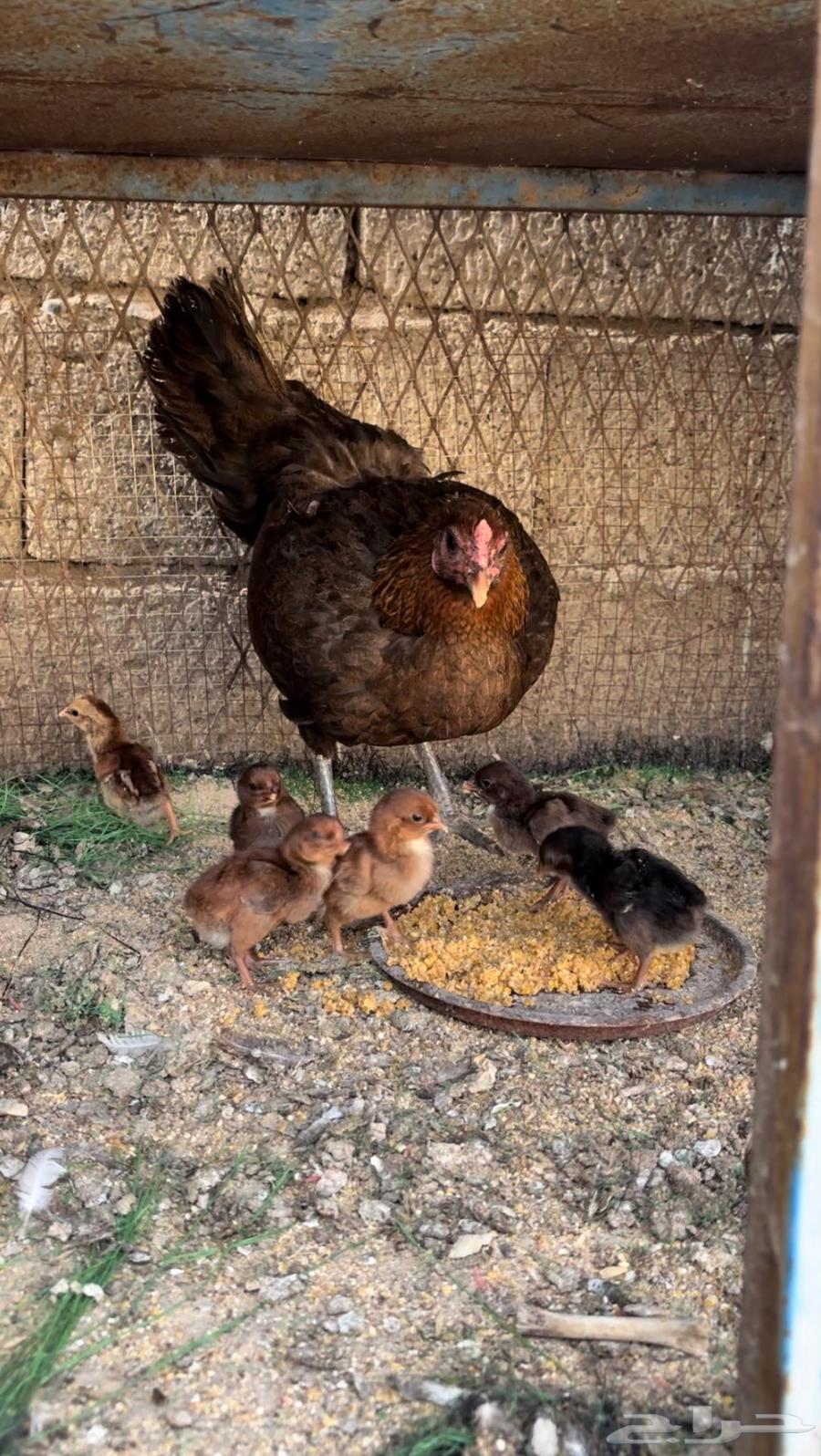 (Sold) Local chicken631156148872981114
