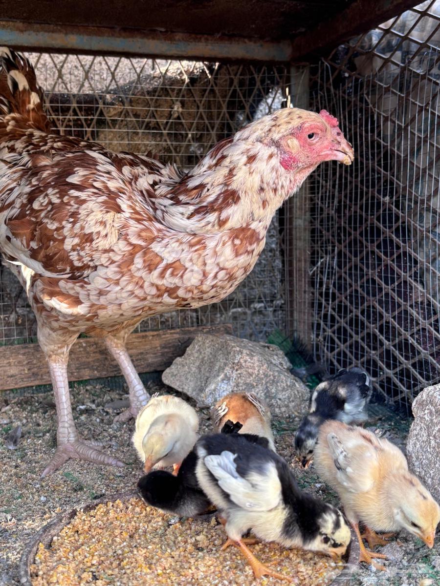 (Sold) Chicken Sindi Pure631130258211861122