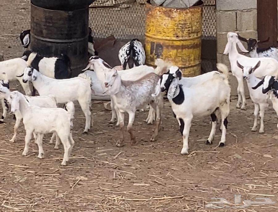 66 goats, 47 of them males (males)63138946854403111