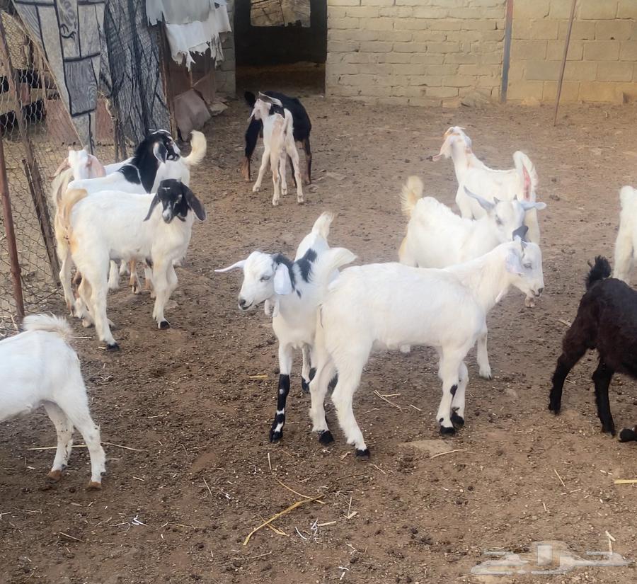 66 goats, 47 of them males (males)631389468544031118