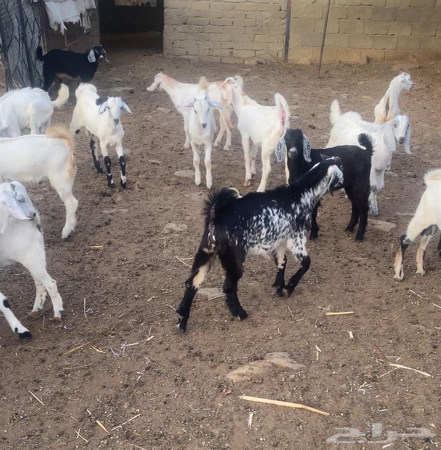 66 goats, 47 of them males (males)63138946854403112