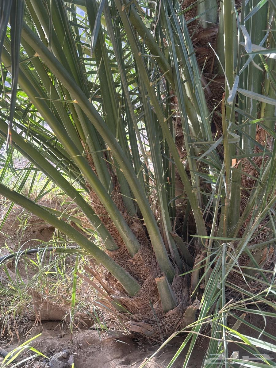 Date palm seedlings for sale, limited quantity63010456162563114