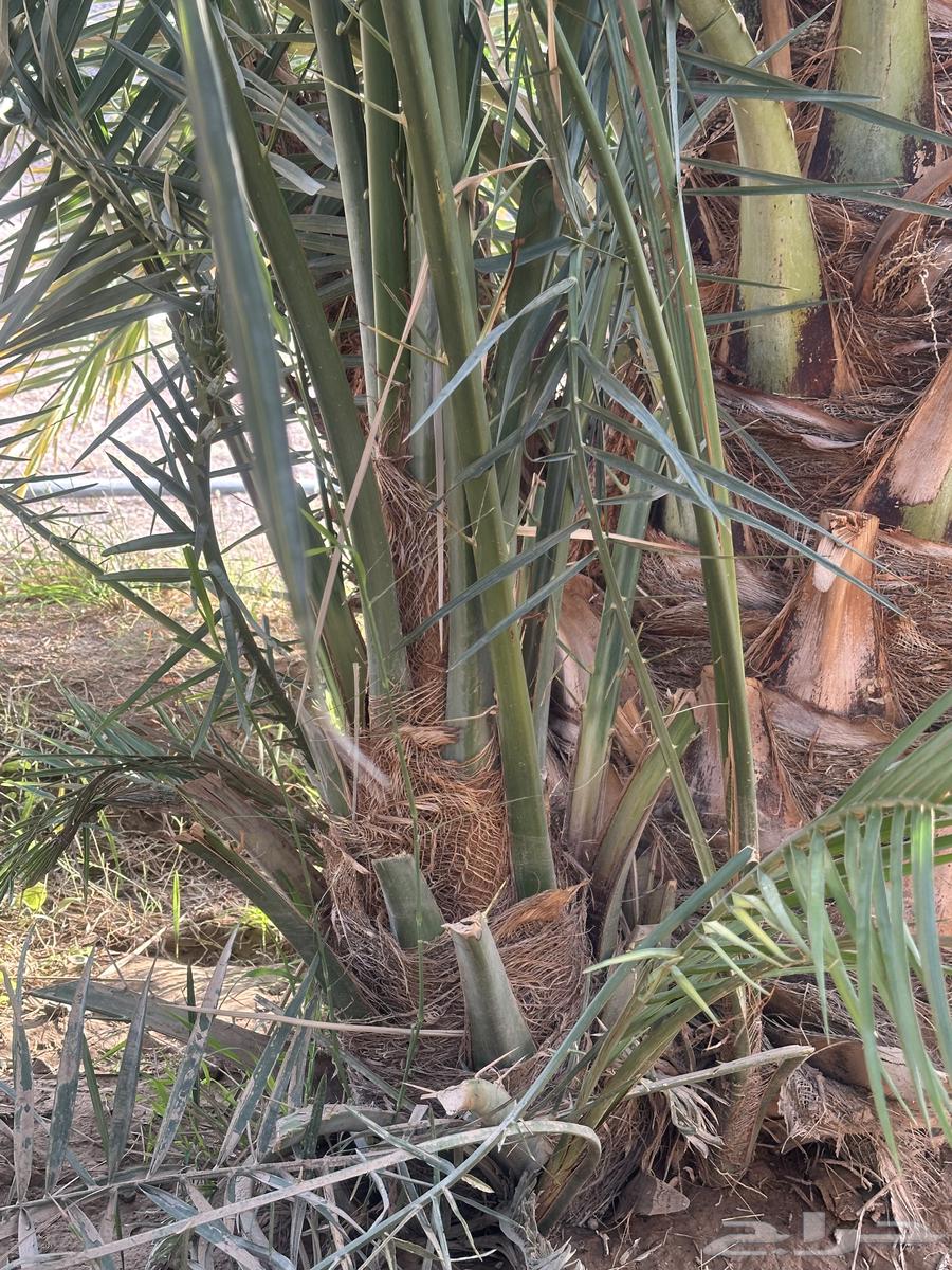 Date palm seedlings for sale, limited quantity63010456162563111