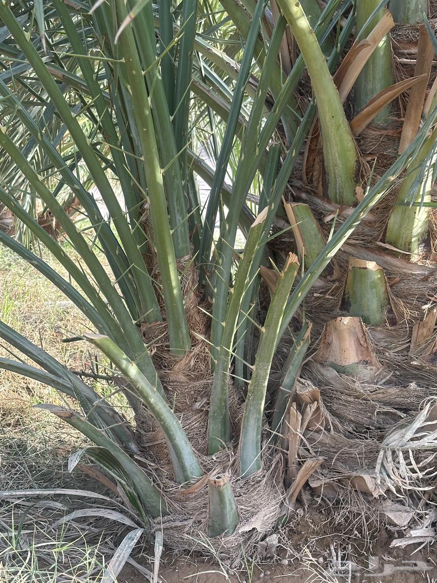 Date palm seedlings for sale, limited quantity630104561625631113