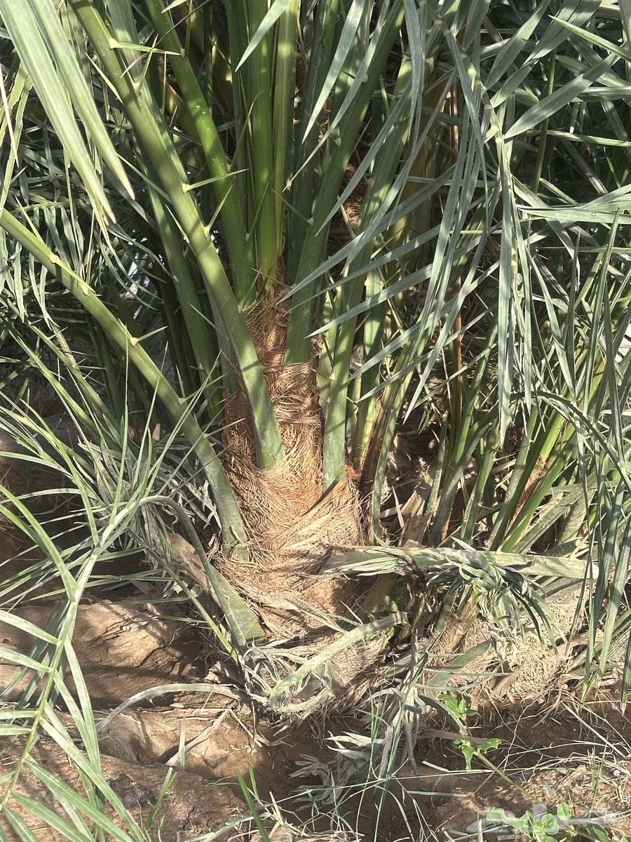 Date palm seedlings for sale, limited quantity63010456162563113