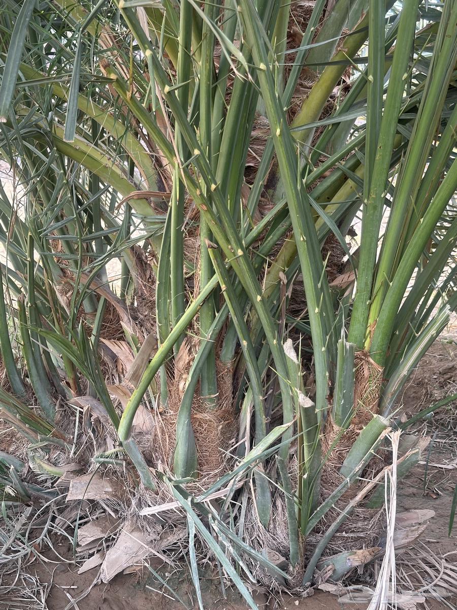 Date palm seedlings for sale, limited quantity63010456162563112