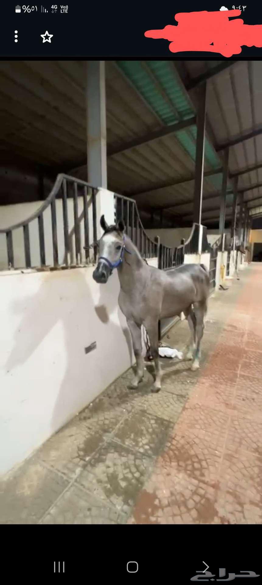 حصان شيخ للبيع63107167408643112