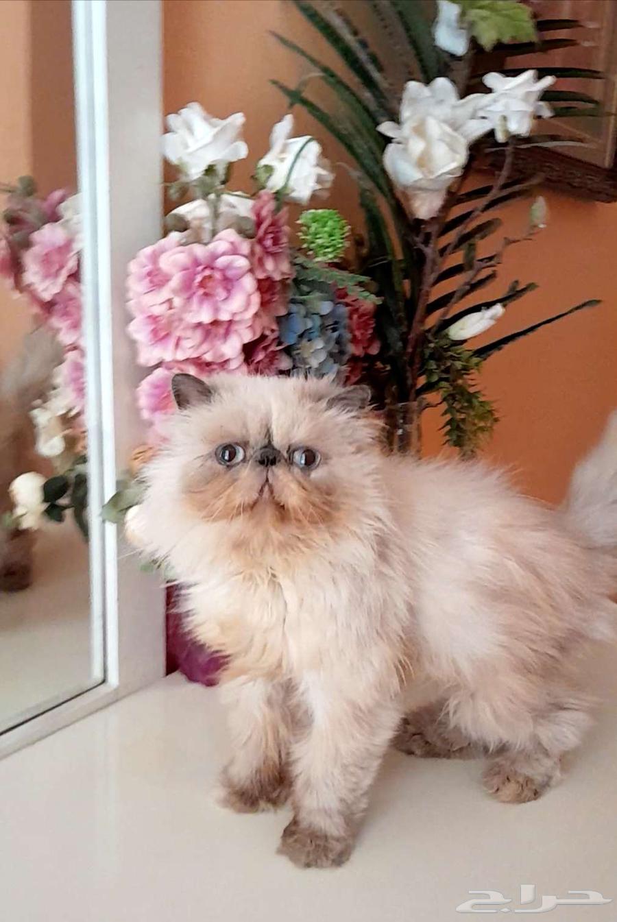 Kitten girl face (sterilized, not breeding) for free adoption in Dammam63108285003395112