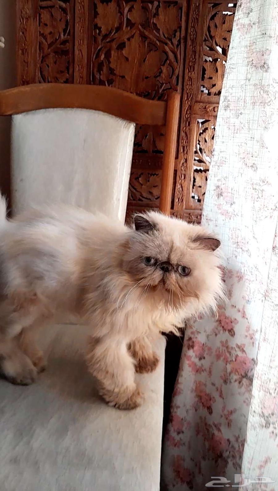 Kitten girl face (sterilized, not breeding) for free adoption in Dammam63108285003395111