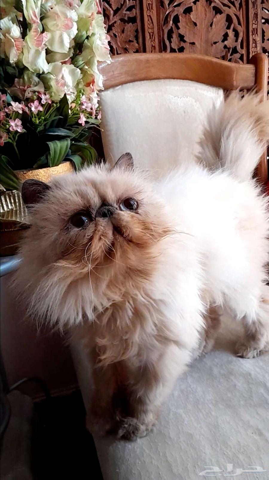 Kitten girl face (sterilized, not breeding) for free adoption in Dammam63108285003395118