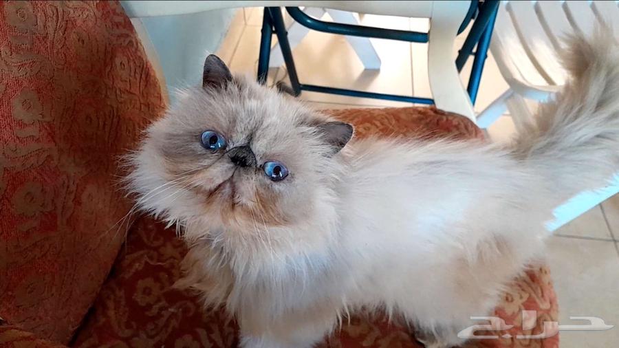 Kitten girl face (sterilized, not breeding) for free adoption in Dammam63108285003395113