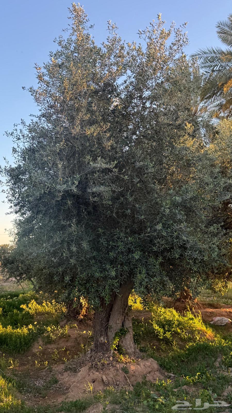 Olive trees for sale63104917399937111
