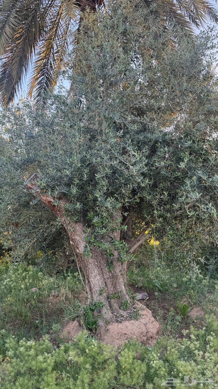 Olive trees for sale63104917399937112