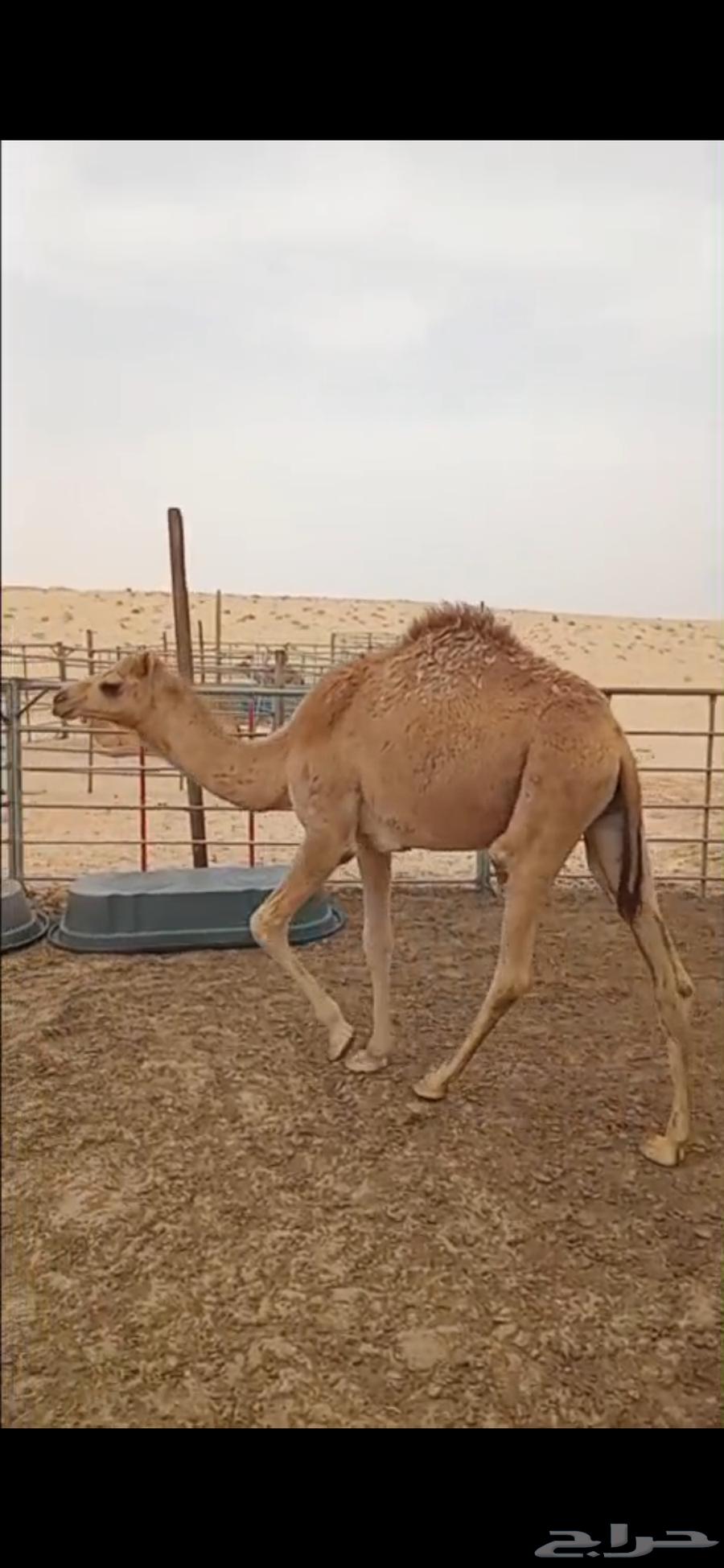 تم البيع 4100حاشي للبيع بالجبيل63104182725505111
