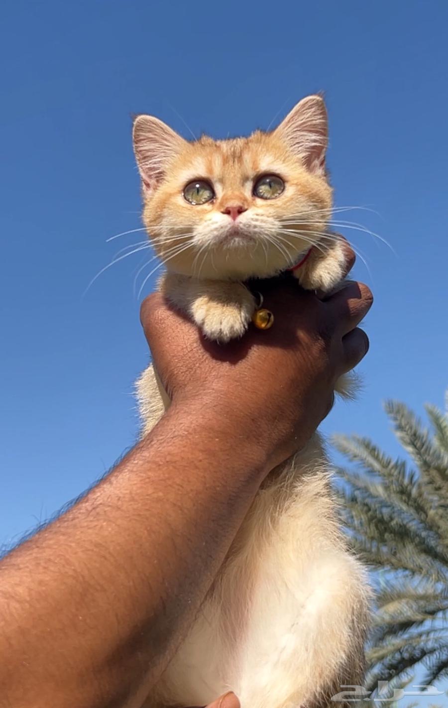 انثى بريتش غولد كالار عيون جميلة للبيع63103436090497111