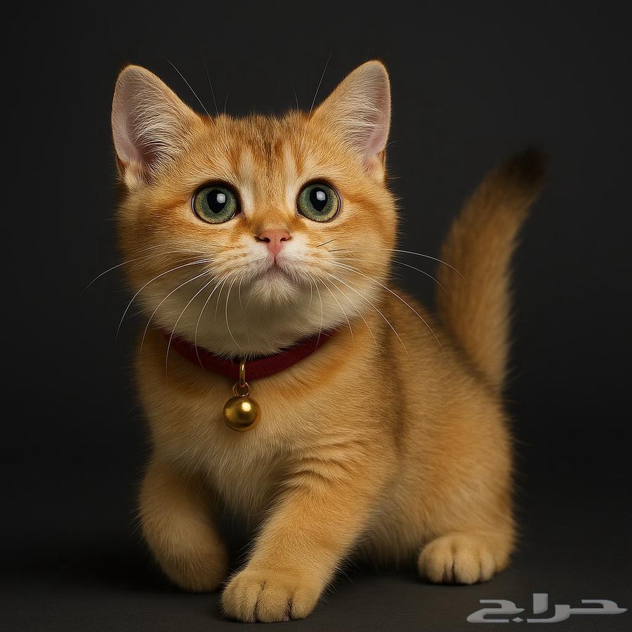 انثى بريتش غولد كالار عيون جميلة للبيع631034360904971116