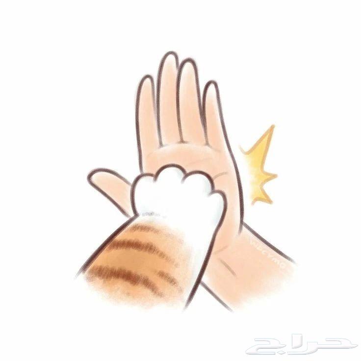 فندقة قطط بالبيت63099307804161114