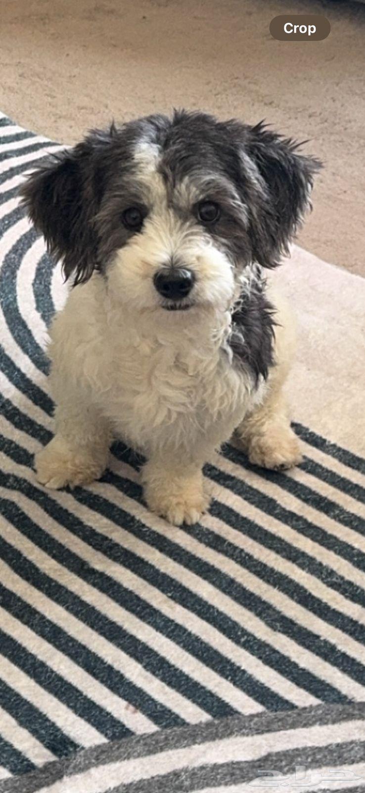 Maltese is very nice63100082728834111