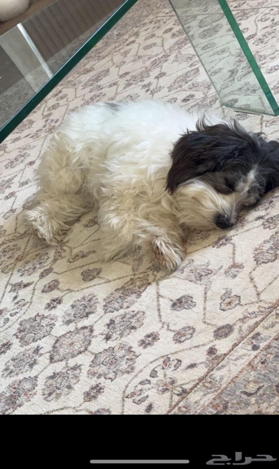 Maltese is very nice63100082728834112