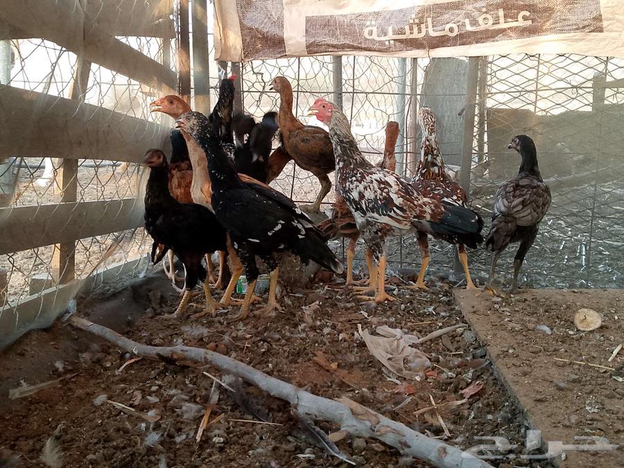 فرانيج باكستاني63010470177155112