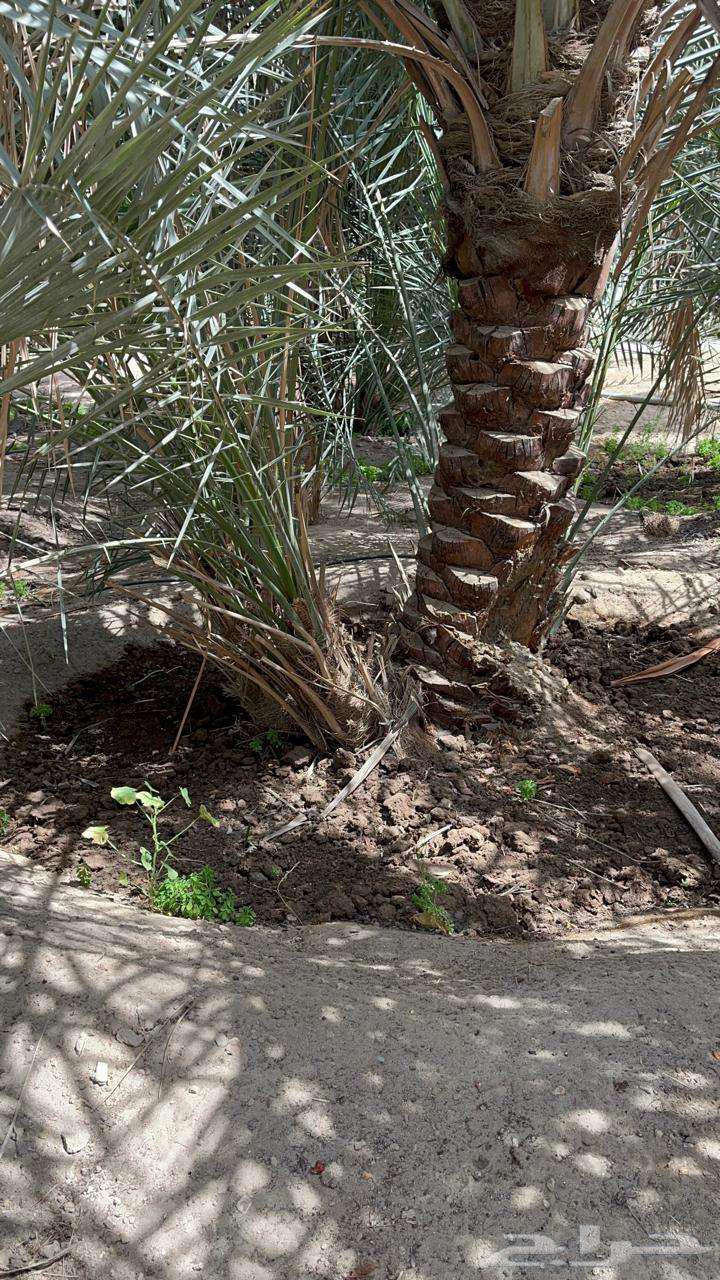 Eastern Province - Dammam - Al-Ahsa Governorate63098184503811112