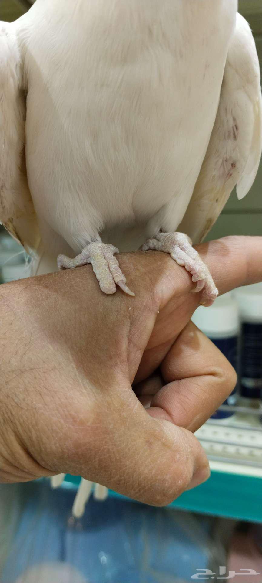 Dutch valley white Albino63097120935169113