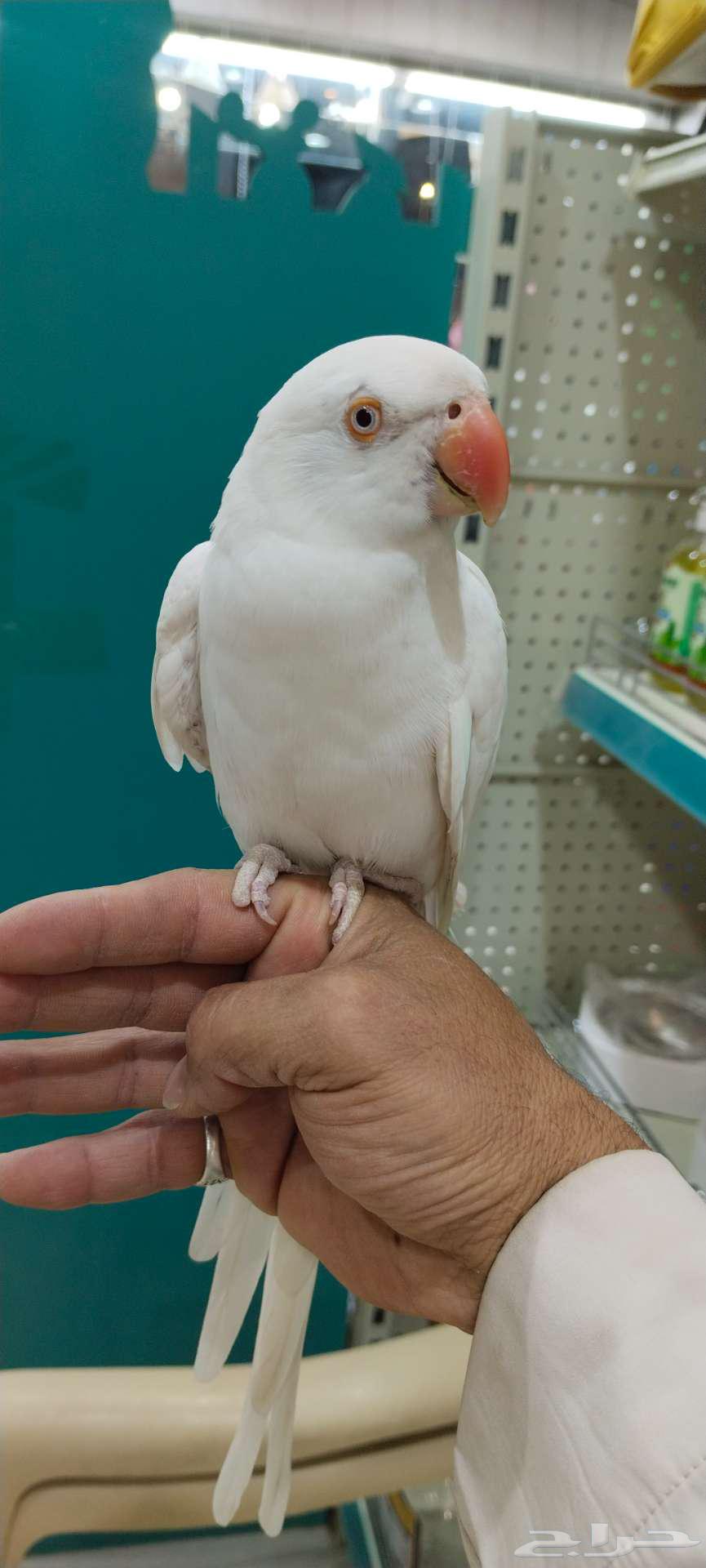Dutch valley white Albino63097120935169112