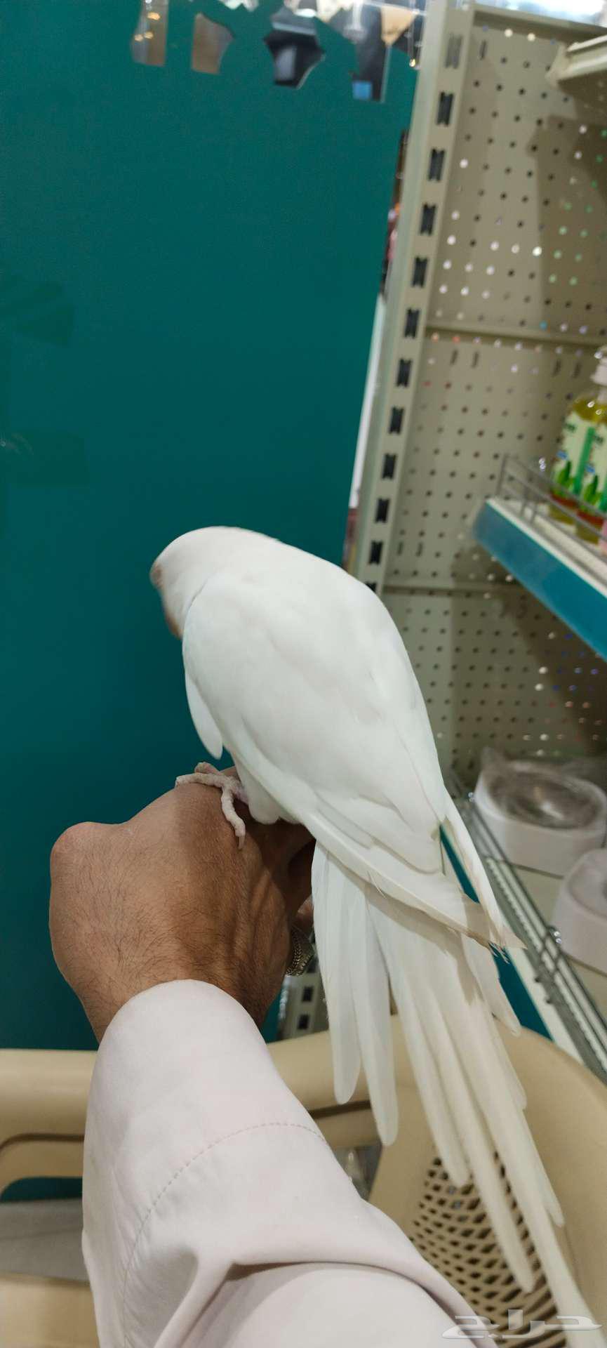 Dutch valley white Albino630971209351691128