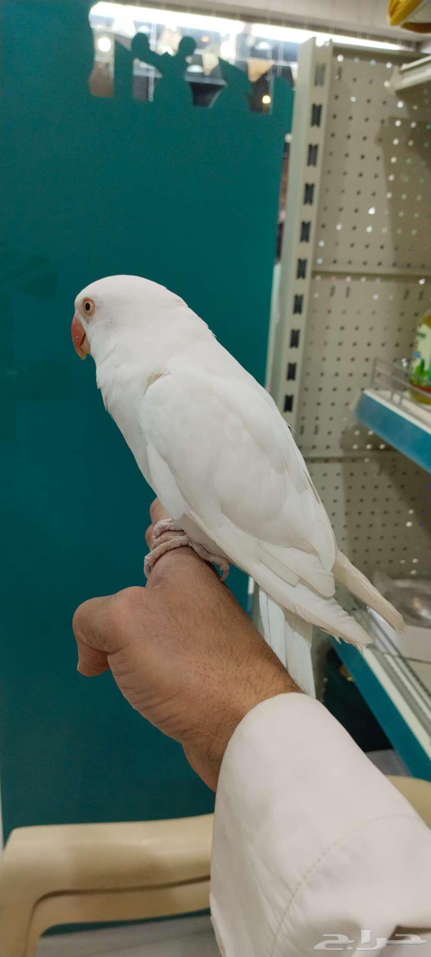 Dutch valley white Albino63097120935169111