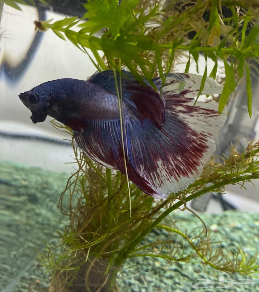 Ready-made fish tanks63097807064451111