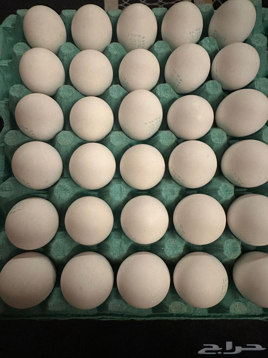 Camel egg meal sentence63324334782081110