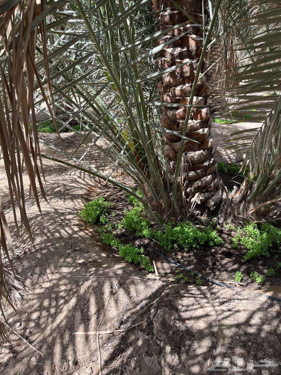 Eastern Province - Dammam - Al-Ahsa Governorate63098184503811111