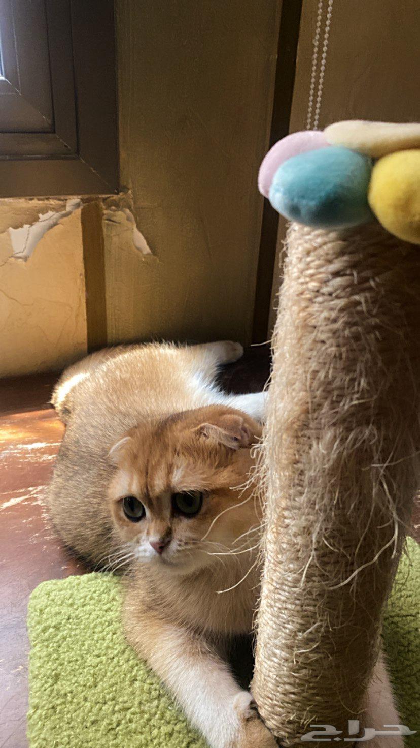 Scotch Fold cat NY11 for mating (female)63096332589186111