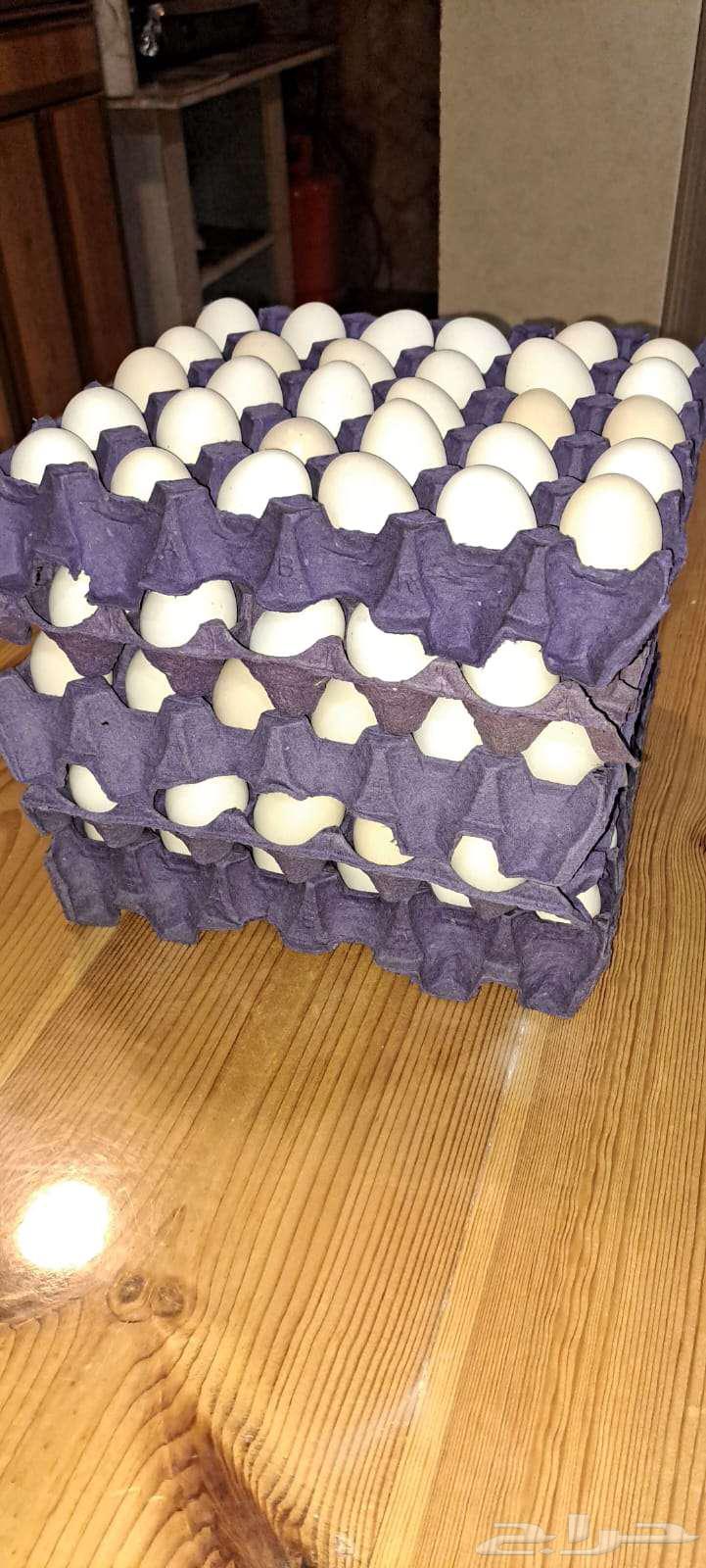 Arabian chicken eggs63092281596802110