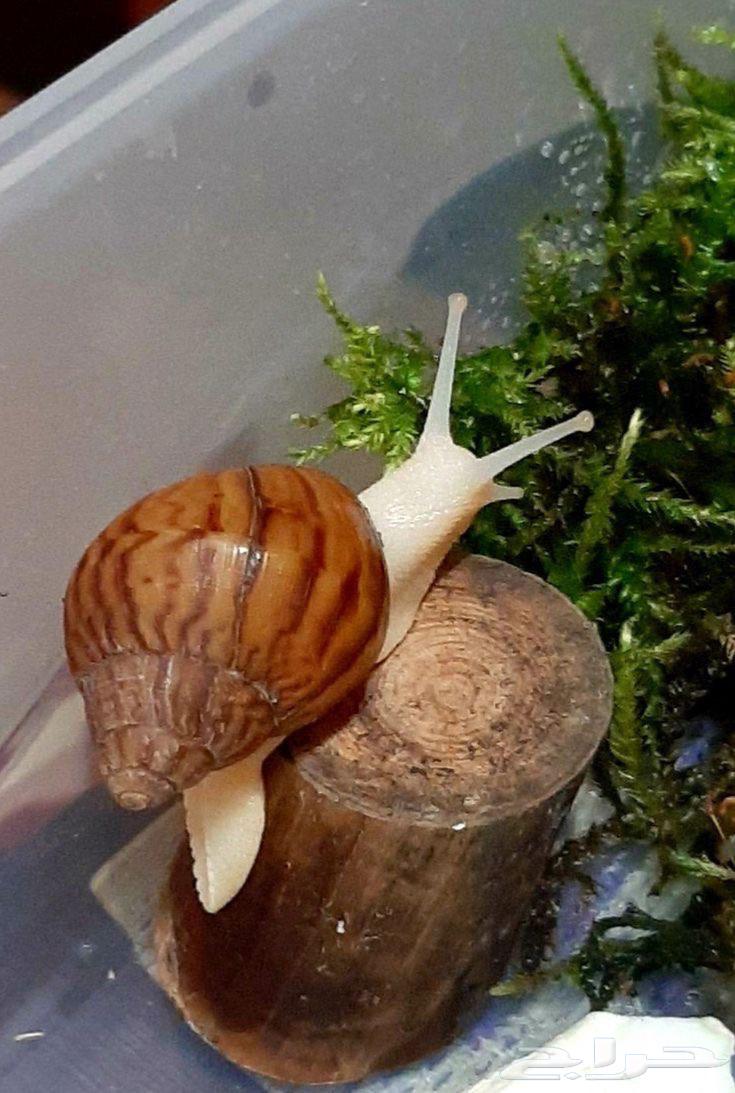African snail63476069952386112