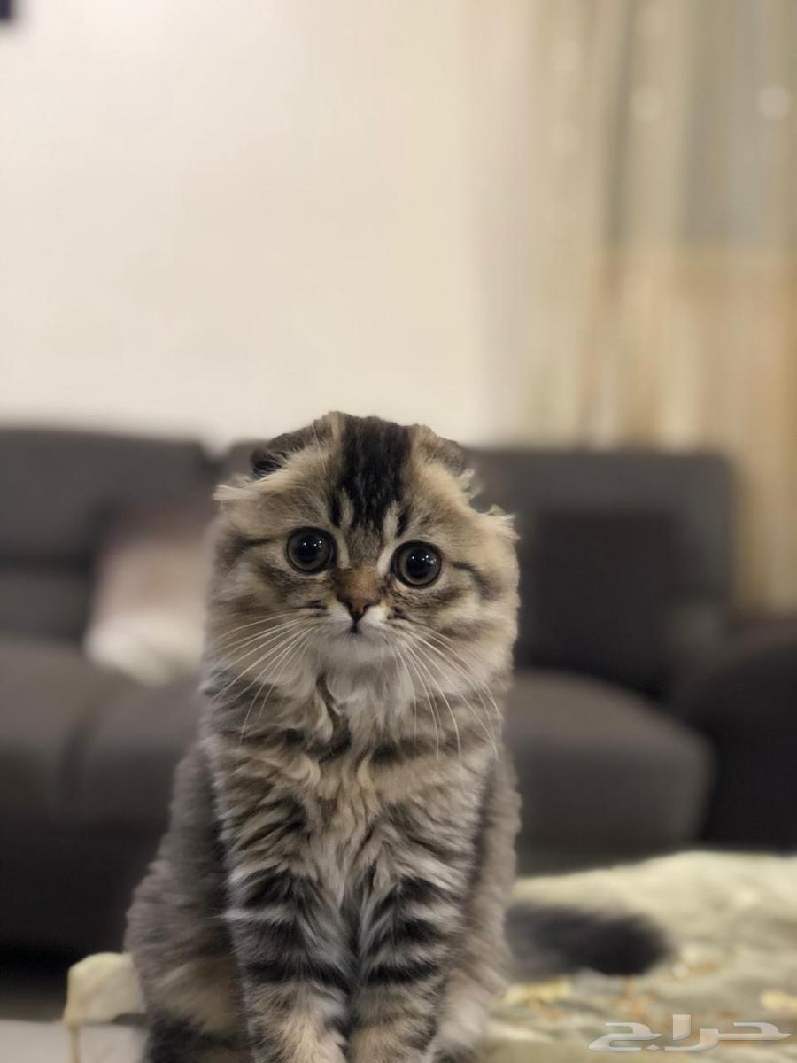 قطة من اب سكونش وام سانشيلا دبل فولد63097792593155116