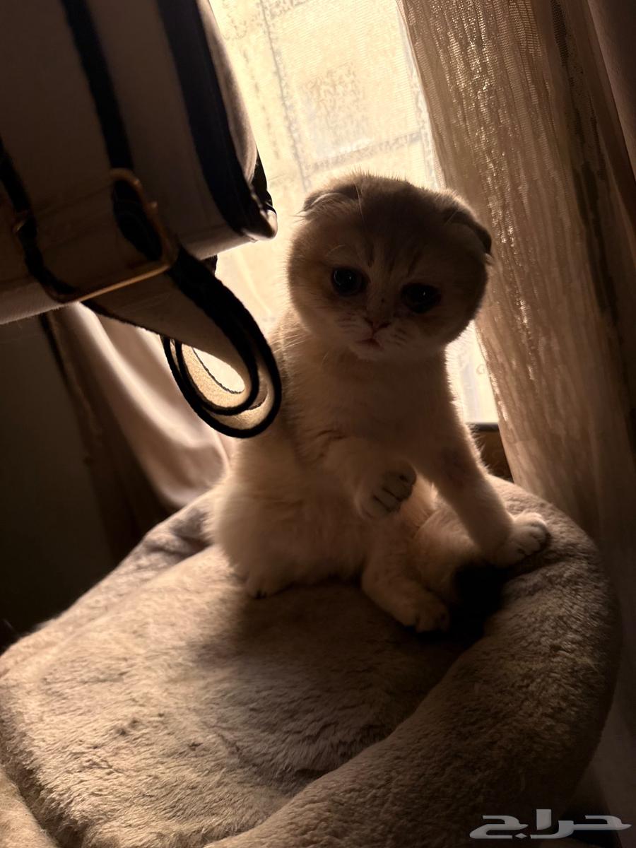 انثى سكوتش فولد63092986103681112