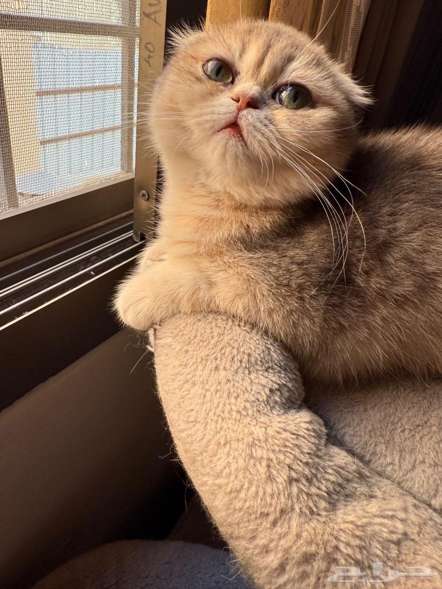 انثى سكوتش فولد63092986103681114