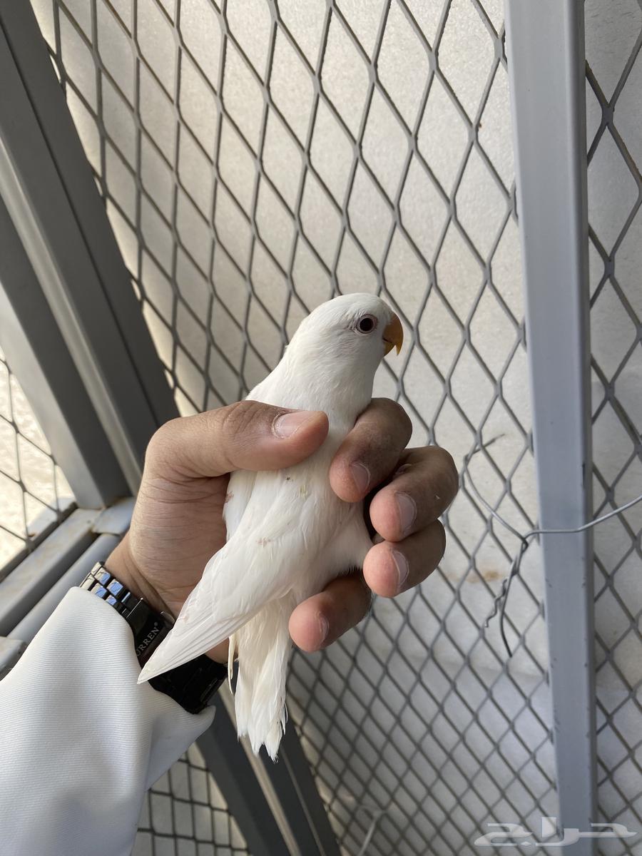 Bird day63092271859971111