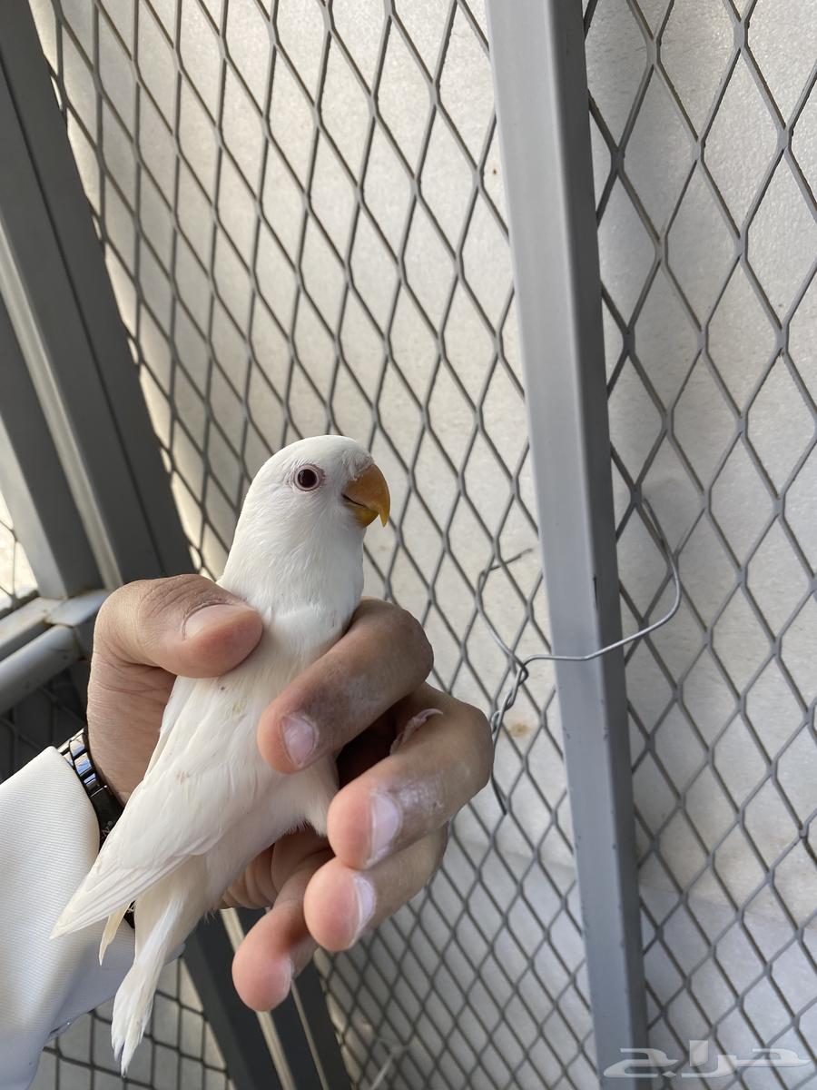 Bird day630922718599711121