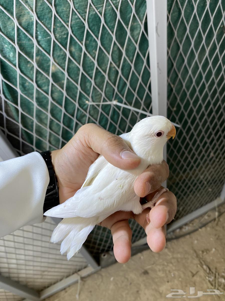 Bird day63092271859971112