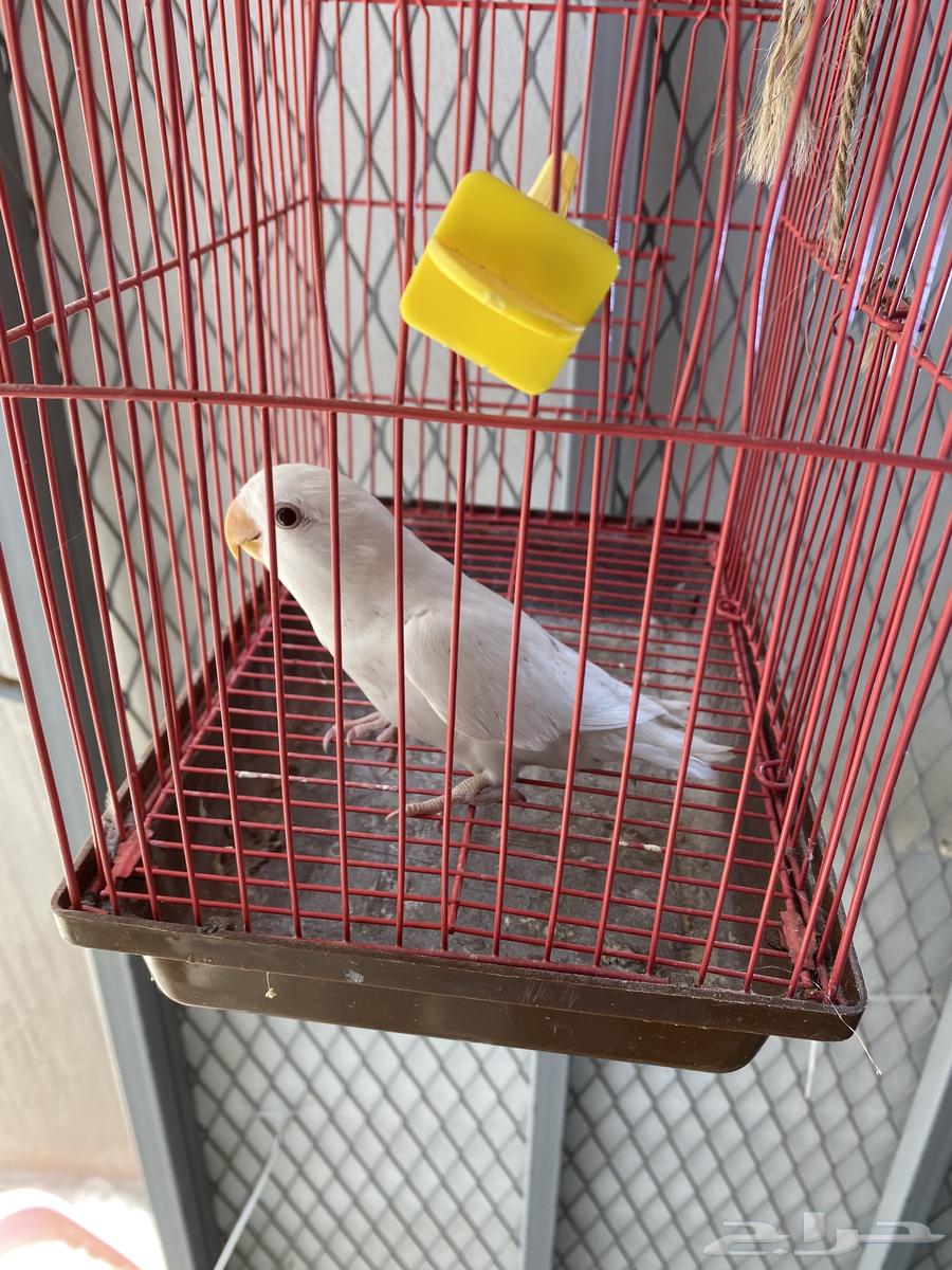 Bird day63092271859971113