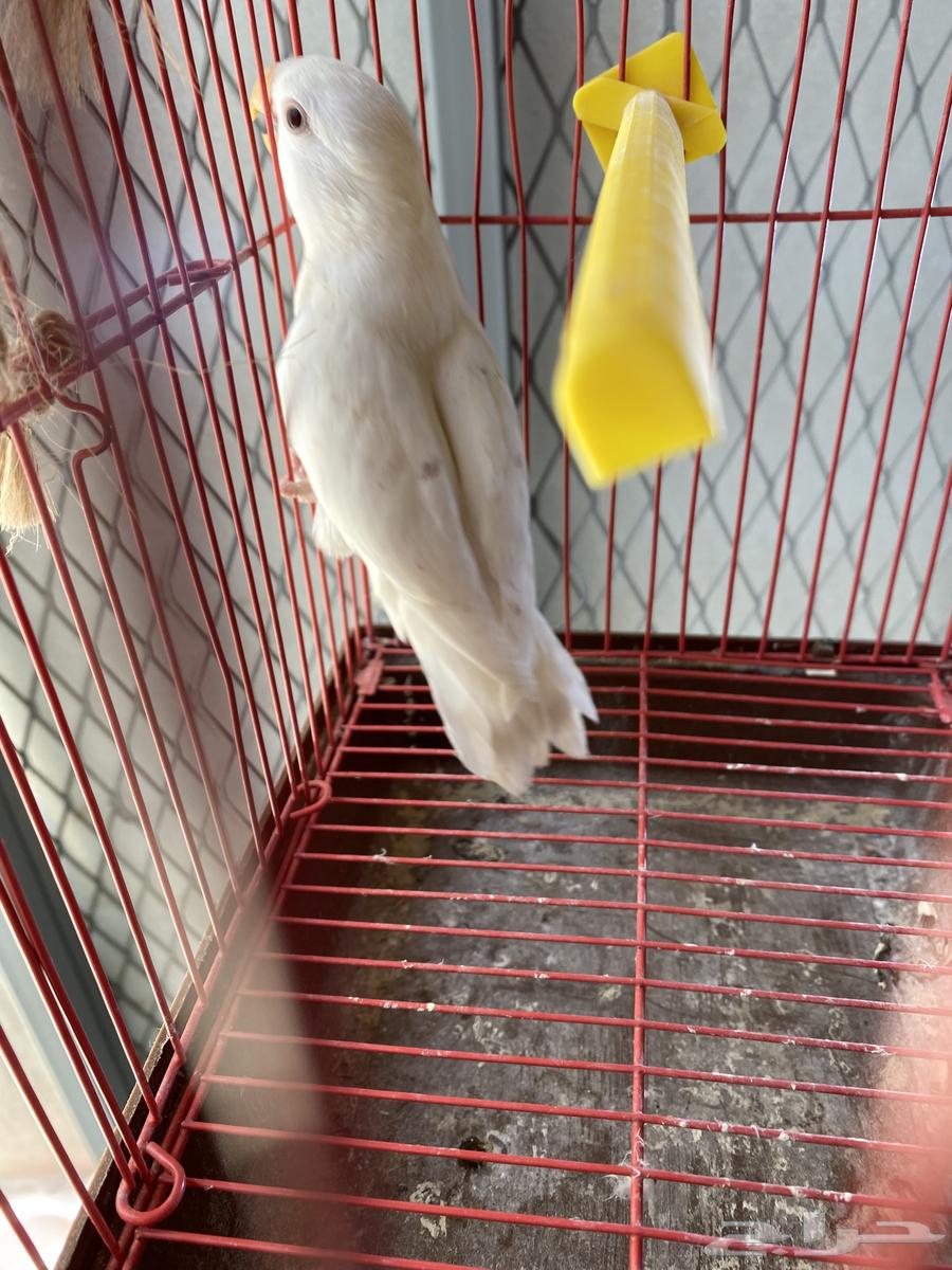 Bird day63092271859971114