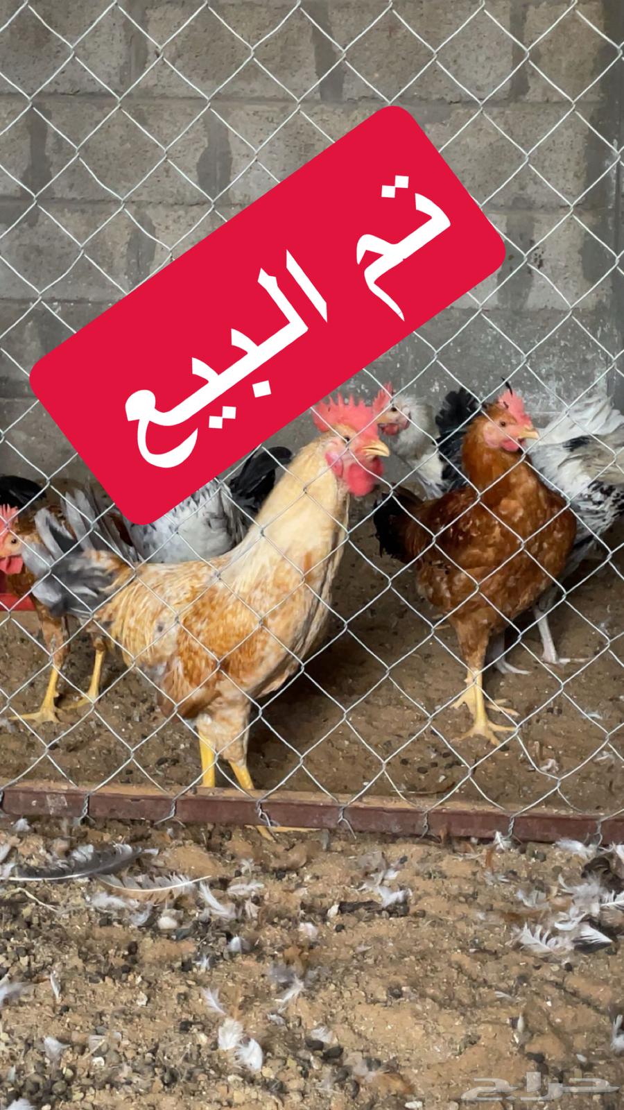 My roosters, a rooster631315035777291127
