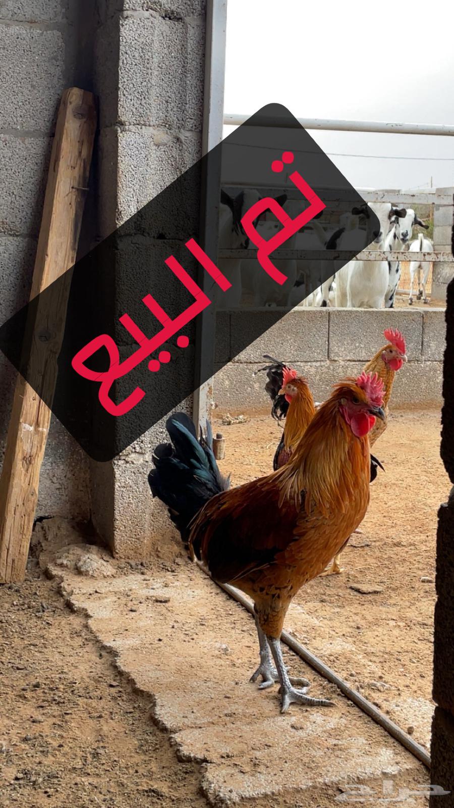 Local chickens and roosters631302741012511128