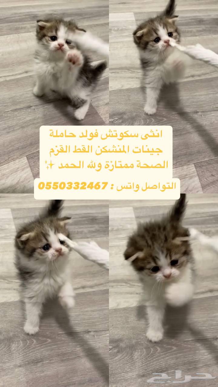 Scotch63176390798594112