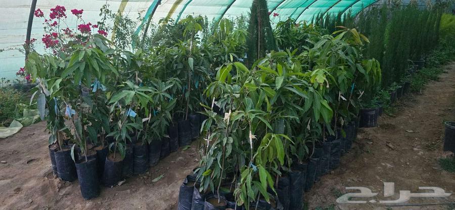 Langra Tommy Ghaln mango saplings630907265816341113
