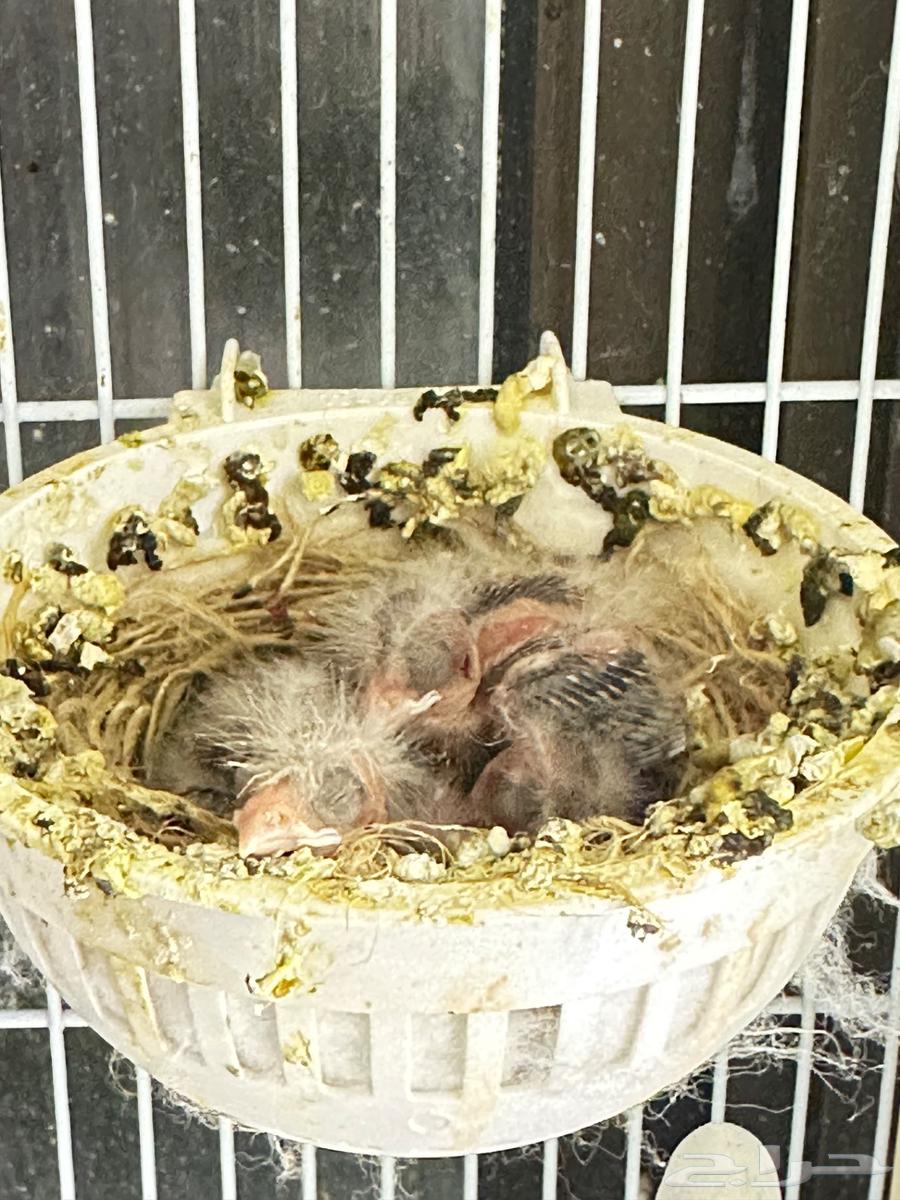 Canary with 4 chicks63087543780611113