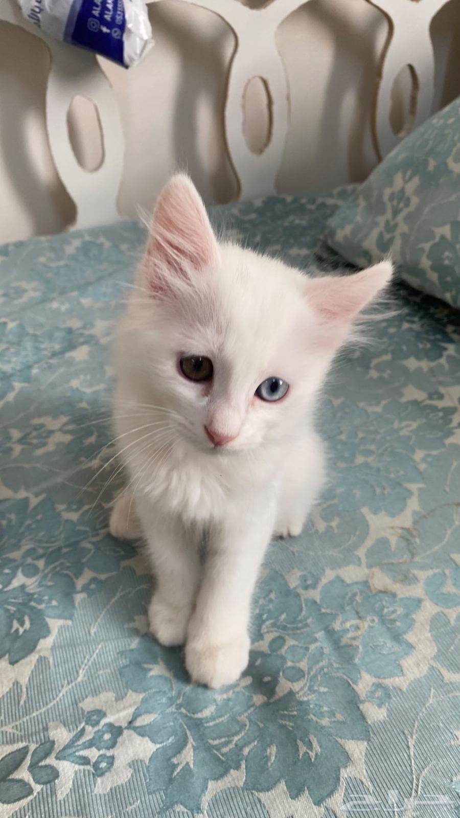 Female cat for sale630871601488661113