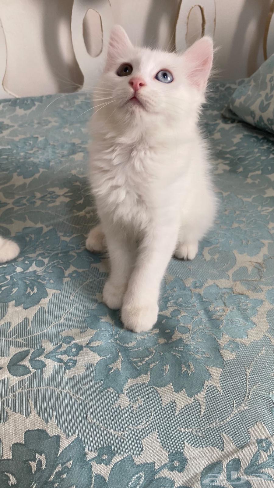 Female cat for sale63087160148866111